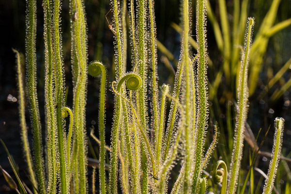 Threadleaf Sundew