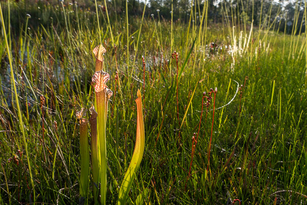 Whitetop Pitcher Plants & Sundews