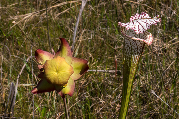 White Top Pitcher Plant with Flower