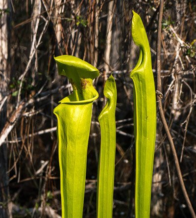 Trumpet Pitchers