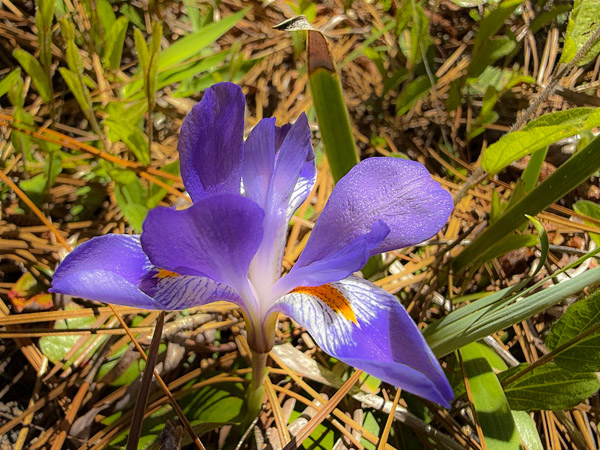 Coastal Plain Dwarf Violet Iris