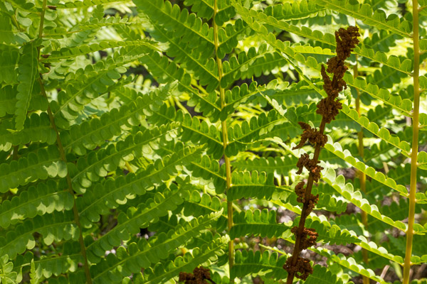 Fern with Fertile Sporebearing Frond