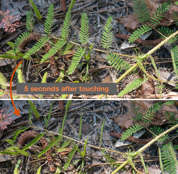 'Sensitive Plant' after a Light Touch