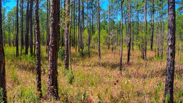 Typical Upland Pitcher Plant Bog