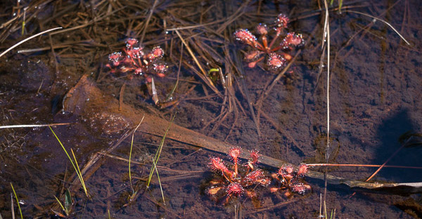 Many Sundews