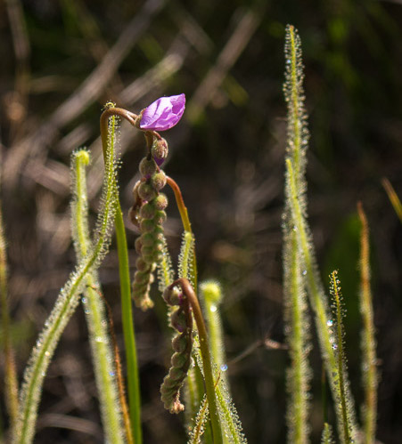 Flowering Threadleaf