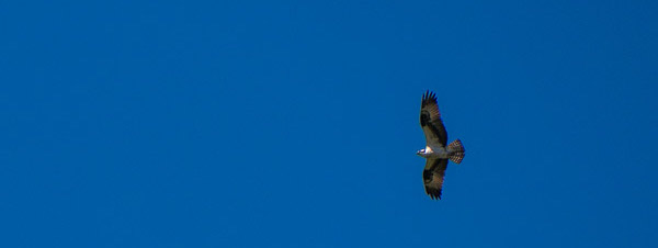 Osprey Soaring Over the Bayou