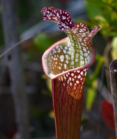 Gulf Coast Red Pitcher Plant?