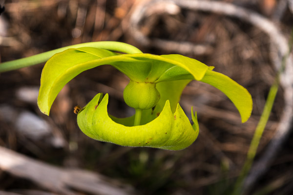 Pitcher Flower Going to Seed