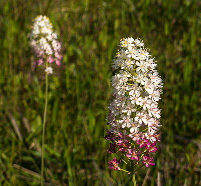 Osceola's Plume or Crowpoison