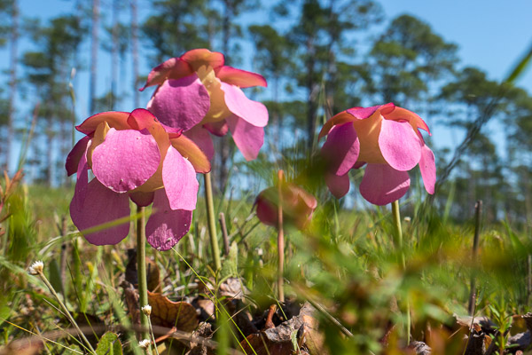 Purple Pitcher Plant Flowers