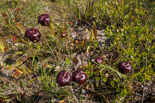 Parrot Pitcher Plants