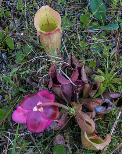 Purple Pitcher Plant