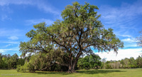 Panorama 001 Cellon Live Oak Panorama Cellon Live Oak