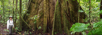 Panorama 007 Panorama Sasha Lodge Ecuador Kapok Tree