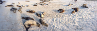 Panorama 036 Galapagos Panorama Sea Lion Colony