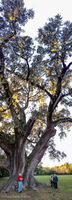 Panorama 070 Cellon Live Oak Panorama 