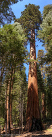 Panorama 101 Panorama Yosemite 2014 Maraposa Grove