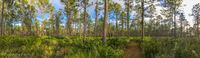 Panorama 156 Leafs Preserve Panorama 