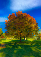 Panorama 224 Artistic Denver Panorama Roadside Flowers 2016 
