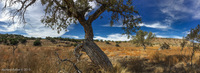 Panorama 439 Panorama Picket Wire Canyon 2019 