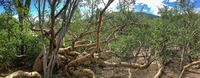 Panorama 453 Las Cruces Baja Mexico Panorama 