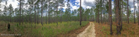 Panorama 464 Panhandle 2020 Panorama Pitcher Plants 