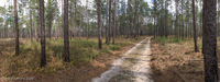 Panorama 465 Panhandle 2020 Panorama Pitcher Plants 