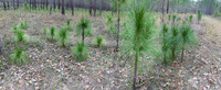 Panorama 466 Panhandle 2020 Panorama Pitcher Plants 