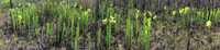 Panorama 467 Panhandle 2020 Panorama Pitcher Plants Trumpet Leaf Pitcher Plant