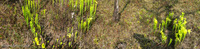 Panorama 469 Panhandle 2020 Panorama Pitcher Plants Trumpet Leaf Pitcher Plant