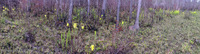 Panorama 470 Panhandle 2020 Panorama Pitcher Plants Trumpet Leaf Pitcher Plant