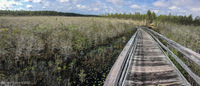 Panorama 471 Panhandle 2020 Panorama Tate S Hell Dwarf Cypress Boardwalk