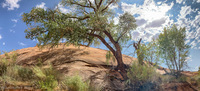 Panorama 504 Lake Powell Utah 2020 Panorama 