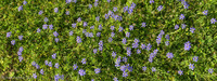 Panorama 553 Panorama Roadside Flowers 2021 Blue Eyed Grass