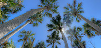 Panorama 555 Hall Creek 2021 Panorama 