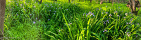 Panorama 563 Guttenberg 2021 Panorama Roadside Flowers 2021 