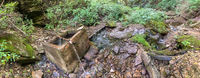 Panorama 685 Guttenberg 2023 Panorama Roadside Flowers 2023 