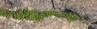 Panorama 699 Bwca 2023 Panorama Rose Lake Cliffs Pipsissewa