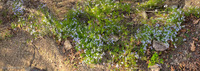 Panorama 742 Flagged Panorama Snake Road Cleft Phlox