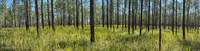 Panorama 807 Panhandle 2025 Panorama Pitcher Plants 
