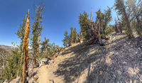 Panorama 814 Bristlecone Pine Forest California 2025 Panorama 