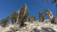 Panorama 815 Bristlecone Pine Forest California 2025 Panorama 