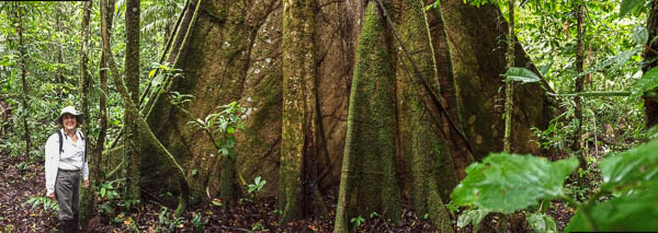 base_of_kapok_tree