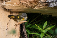 1002 Apostle Islands 2015 Birds American Redstart