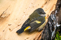 1003 Apostle Islands 2015 Birds American Redstart