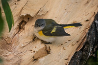 1004 Apostle Islands 2015 Birds American Redstart