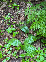 0063 Apostle Islands 2025 Lady Slipper Orchid