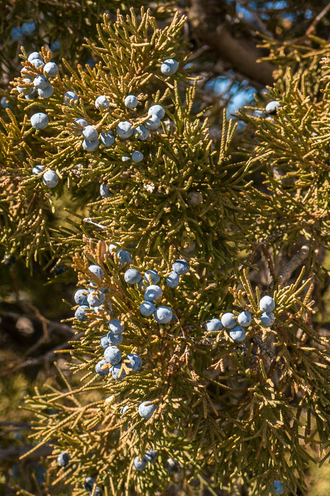 Juniper Berries