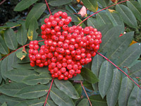 20 Bwca 2008 Mountain Ash